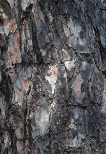 Shortleaf pine bark